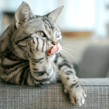 chat tire la langue